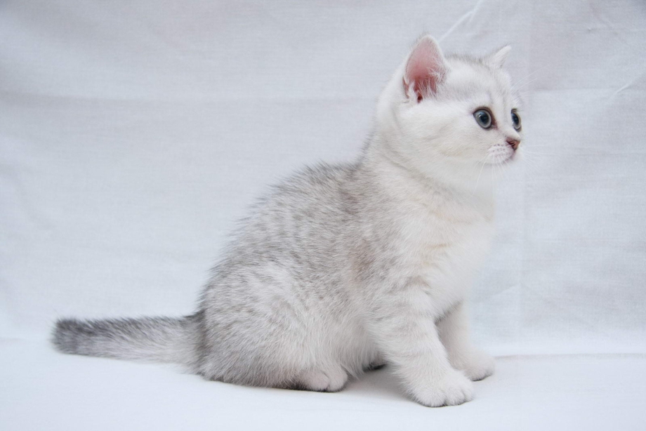 Короткошерстная шиншилла кошка