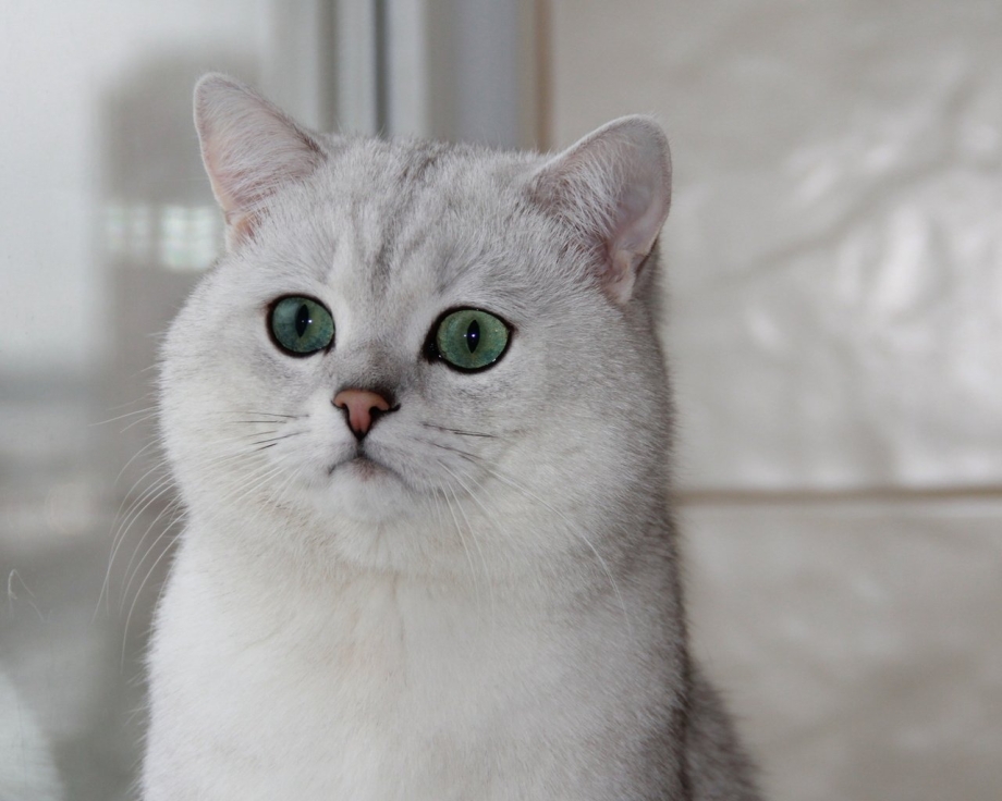 Шотландский кот серебристая шиншилла