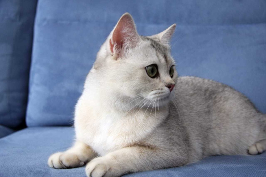 Британская шиншилла кошка