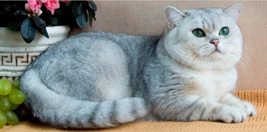 Британская короткошёрстная кошка шиншилла