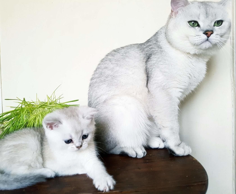 Британские котята серебристая шиншилла