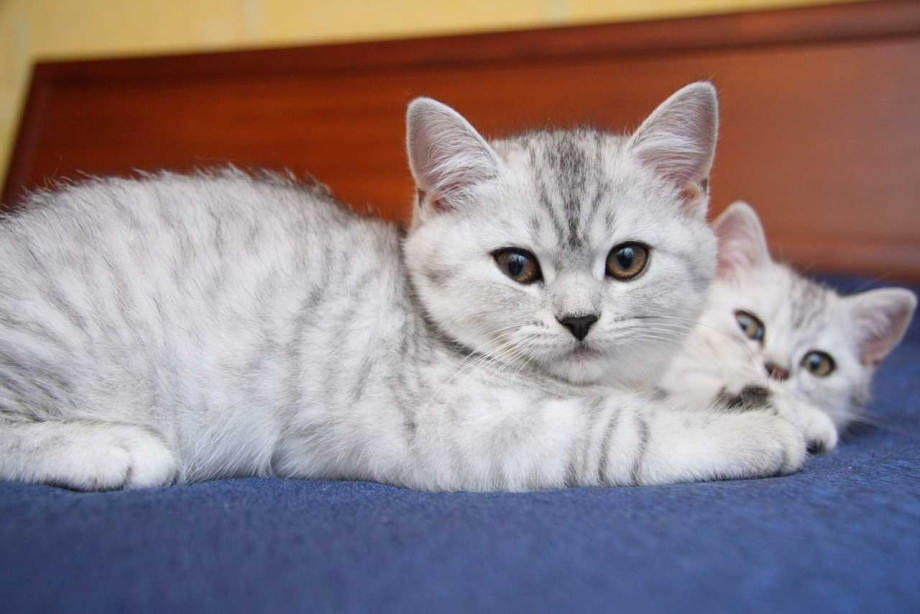 Британская короткошёрстная шиншилла