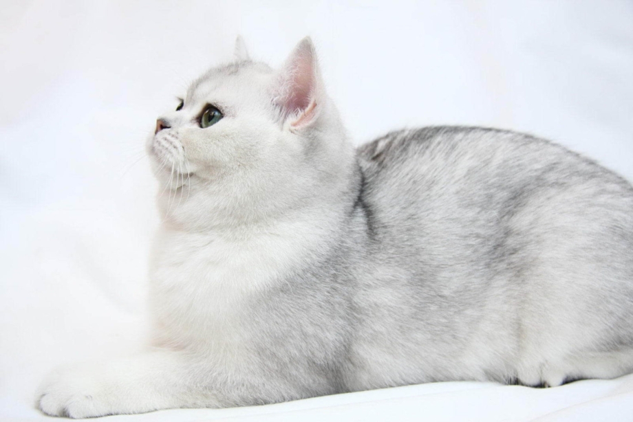 Шотландская серебристая шиншилла