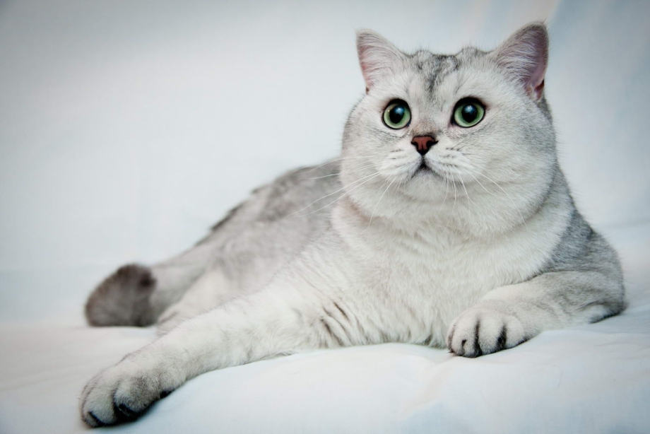 Кошка шиншилла серебристая затушеванная