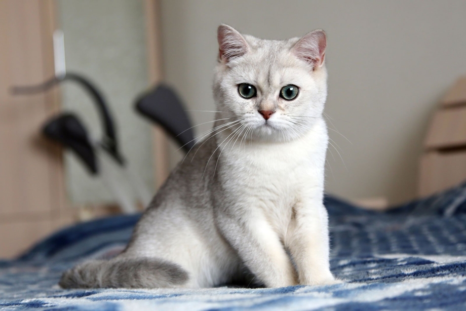 Британская шиншилла кошка