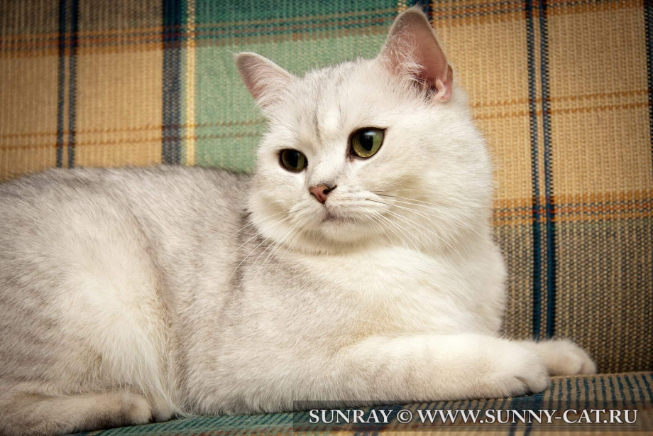 Бурмилла шиншилла