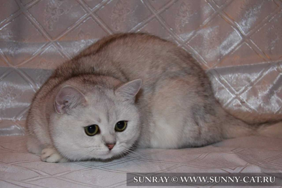 Шотландская шиншилла табби