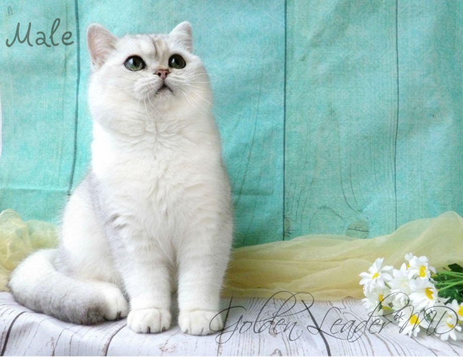 Британская Королевская шиншилла