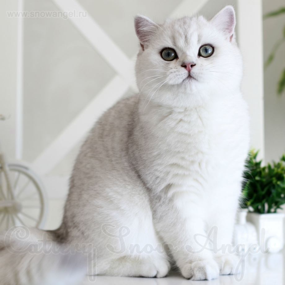 Шотландская прямоухая шиншилла