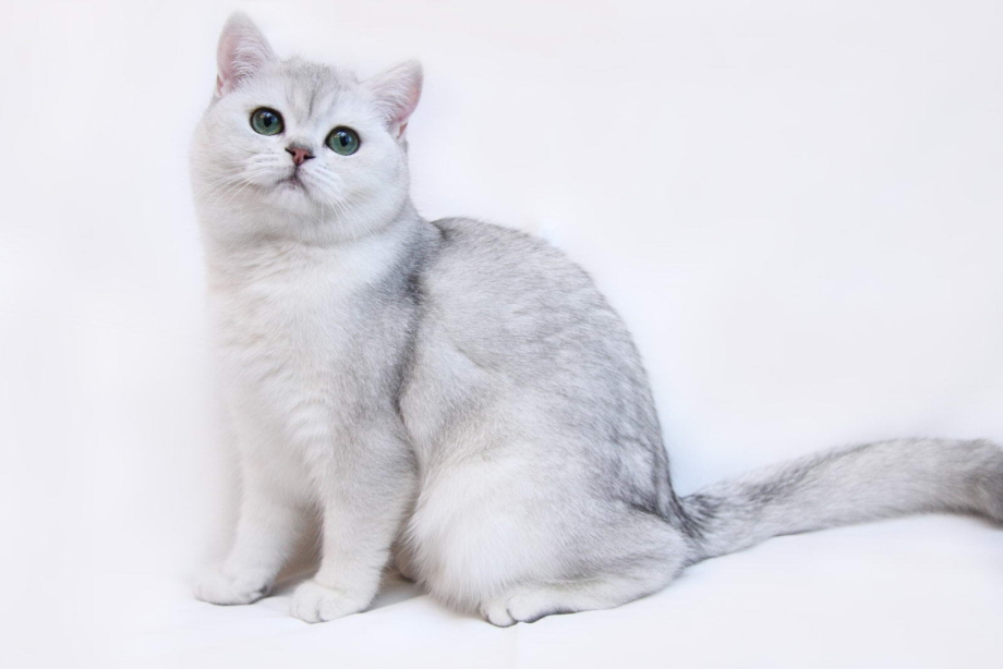 Британская короткошёрстная шиншилла