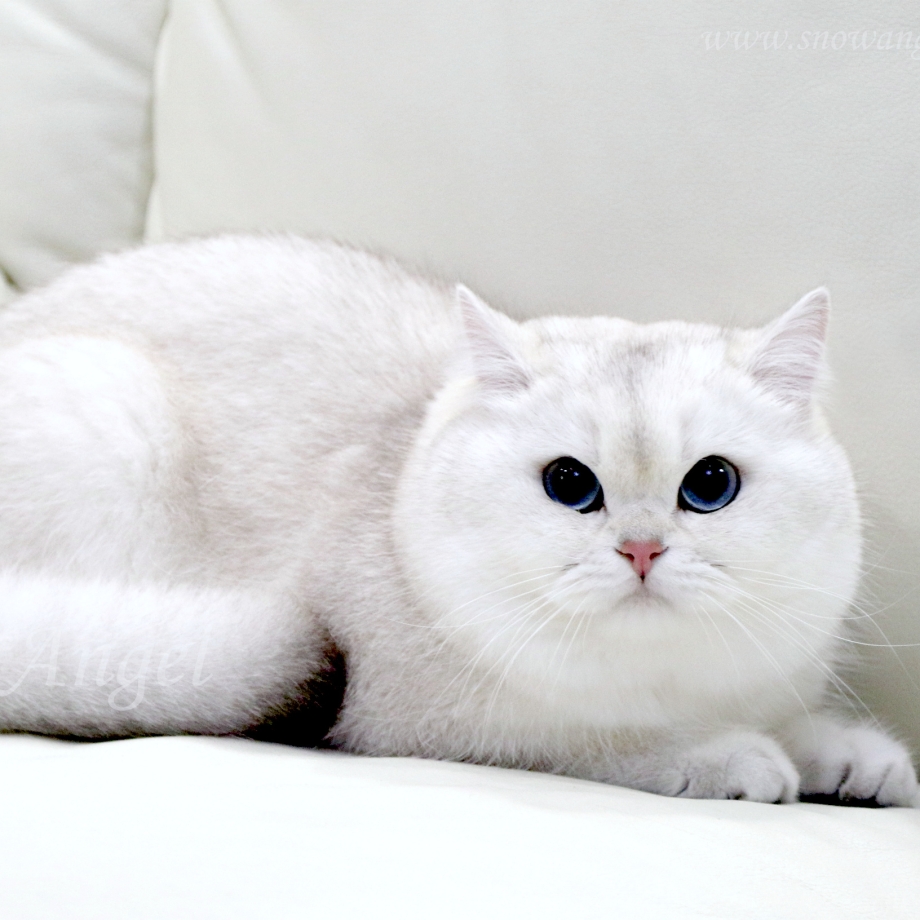Британская шиншилла кошка