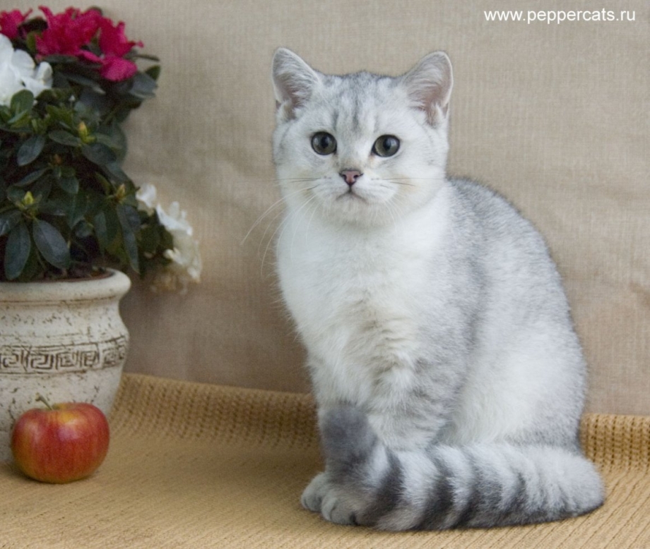 Британская короткошёрстная кошка шиншилла