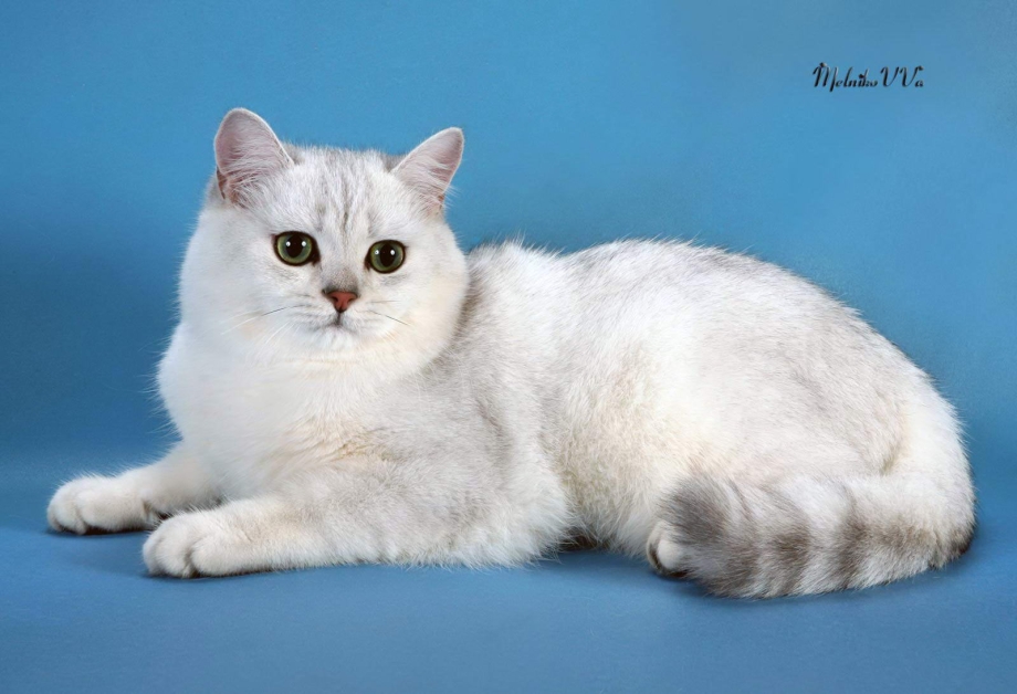 Серебристая шиншилла кот