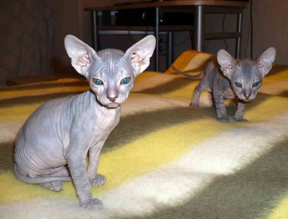 Барханная кошка