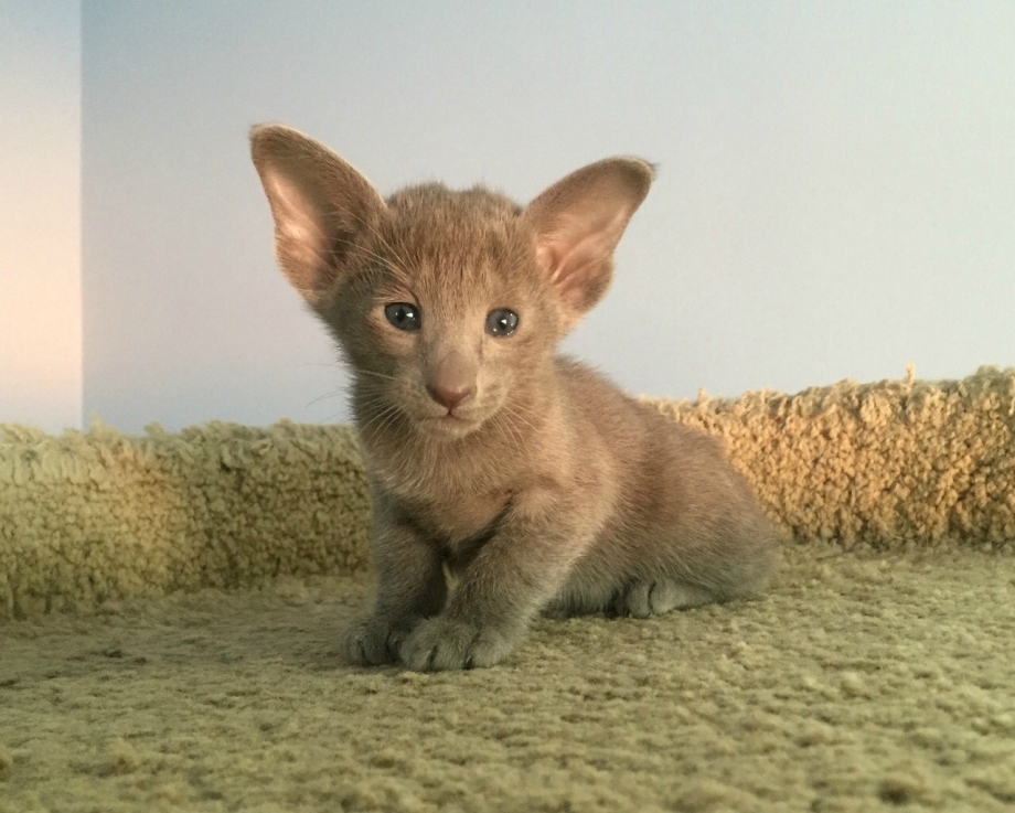 Коты с большими ушами ориенталы