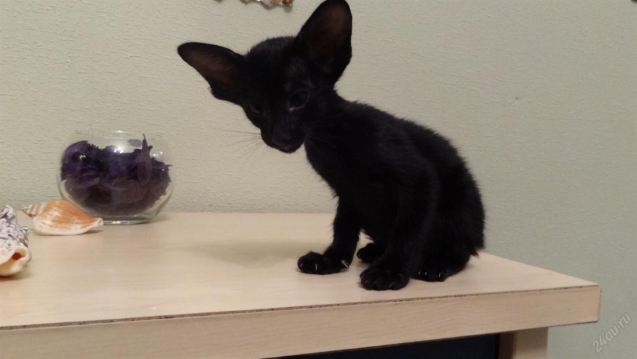 Котята с большими ушами