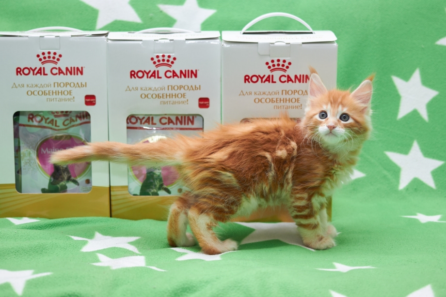 Витамины для котят Мейн кунов