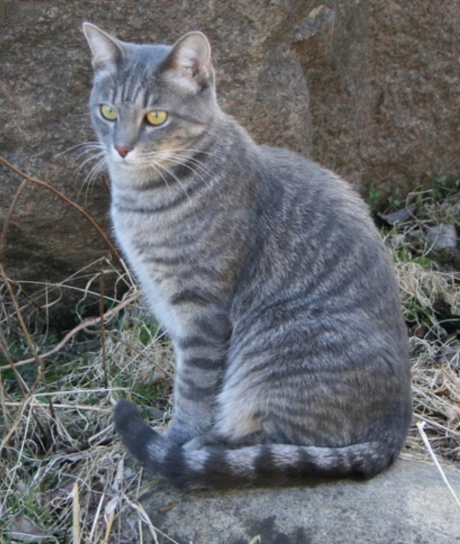 Серая кошка с полосками