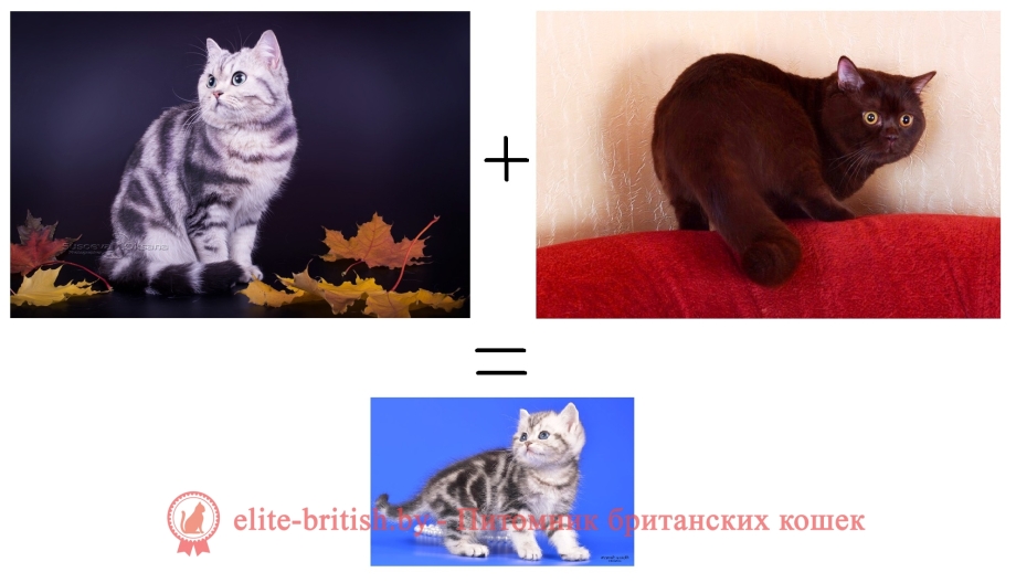 Мейн кун кремовый Солид взрослый