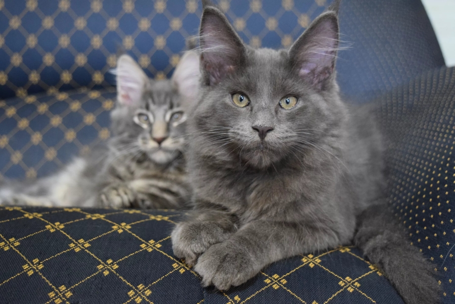 Кошка Мейн кун серая