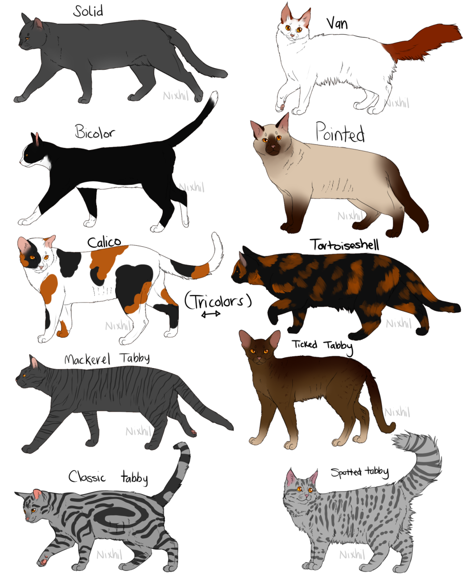 Кошка Мейн кун серая