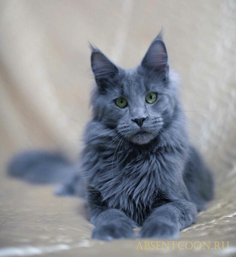 Британка короткошерстная фавн