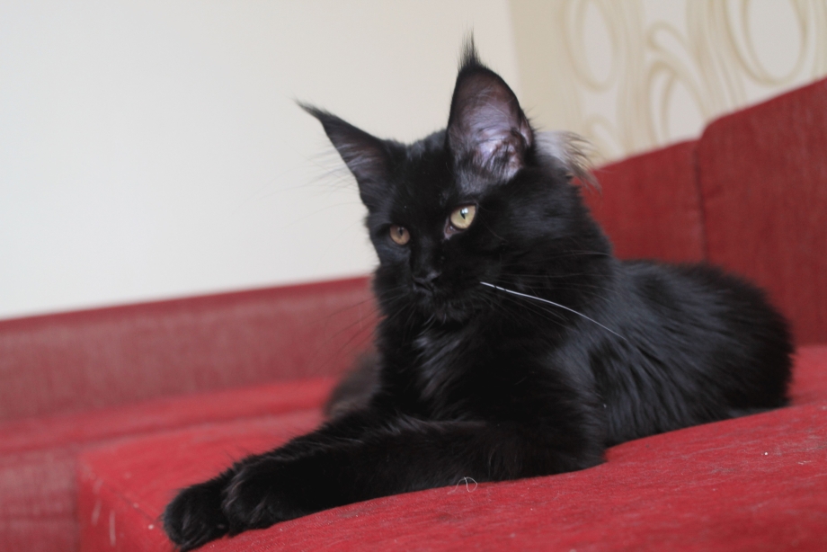 Персидский кот Солид