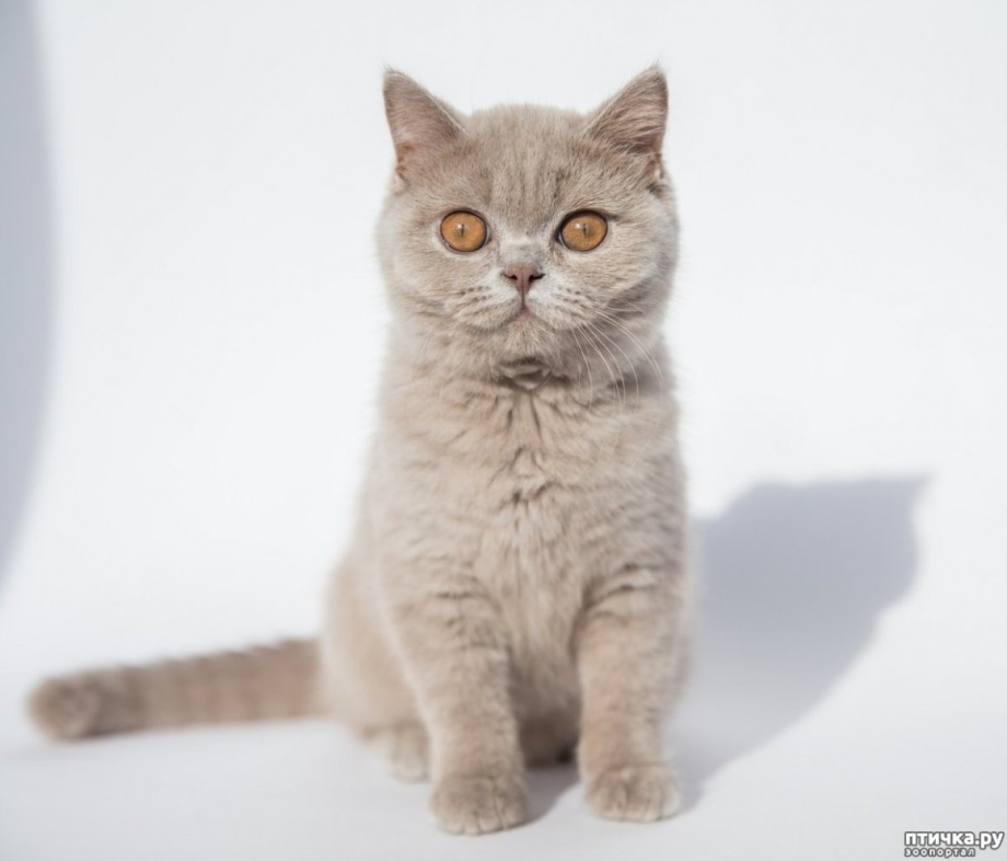 Солиды кошки