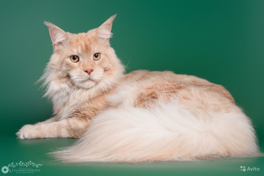 Митхун кот