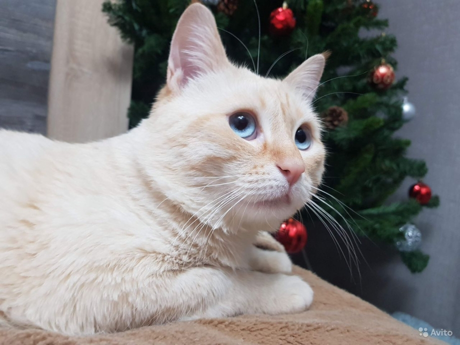 Котята сиамской ред поинт