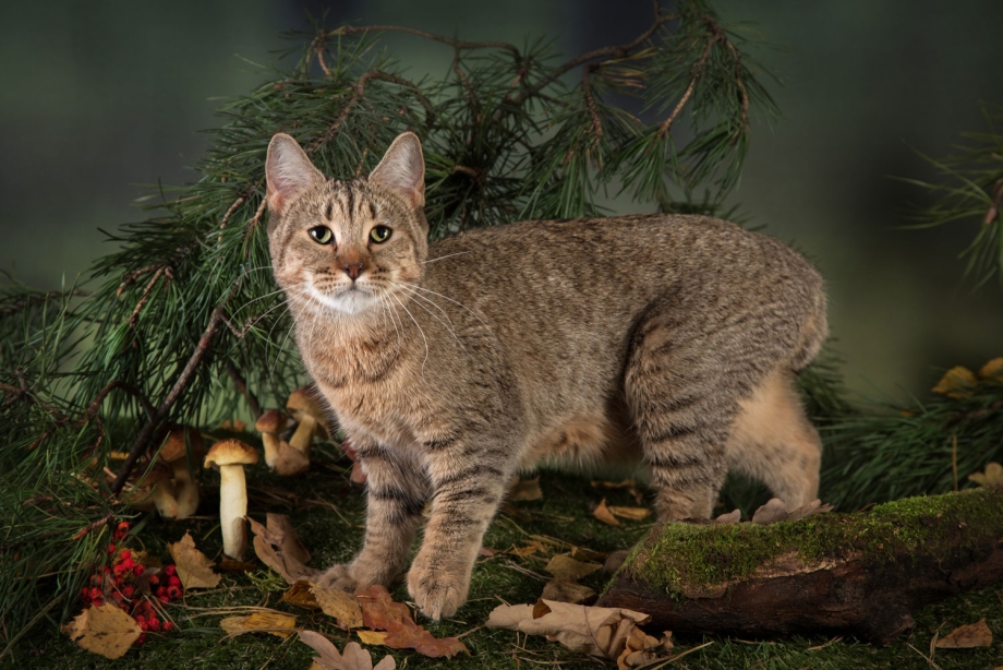 Кот пиксибоб