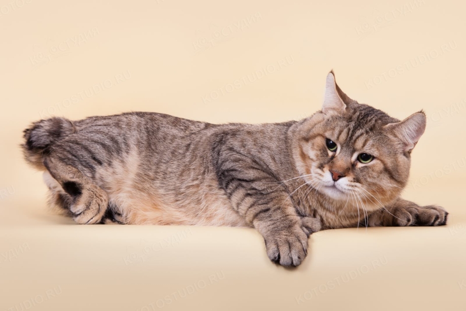 Котята породы пиксибоб