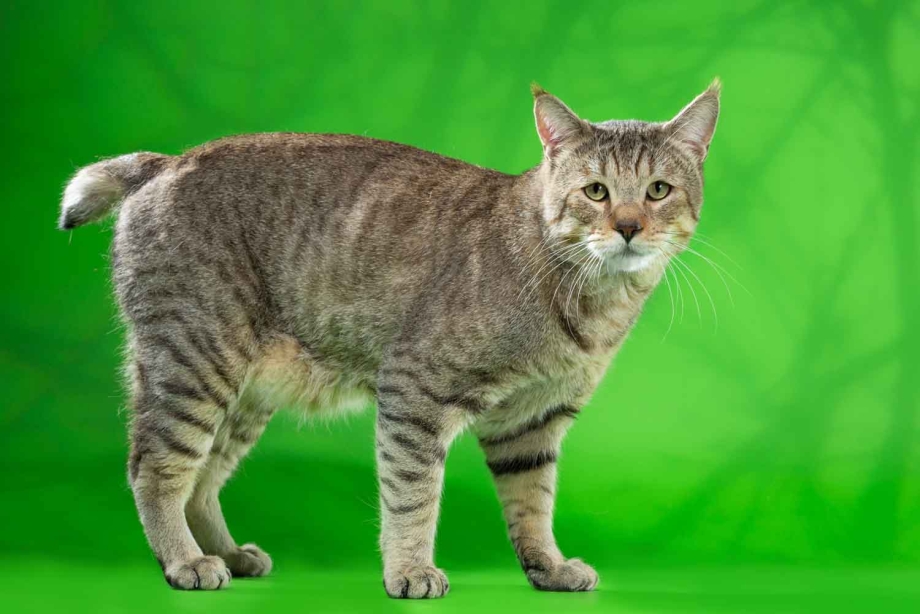 Котята породы пиксибоб