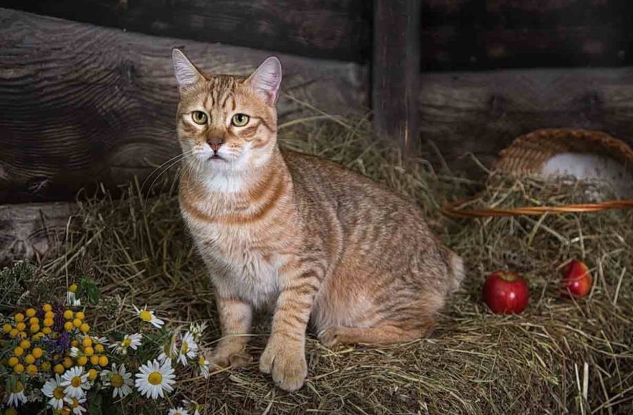 Кот пиксибоб
