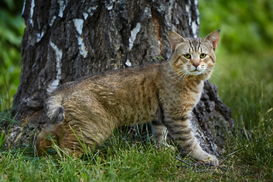 Пиксибоб котята