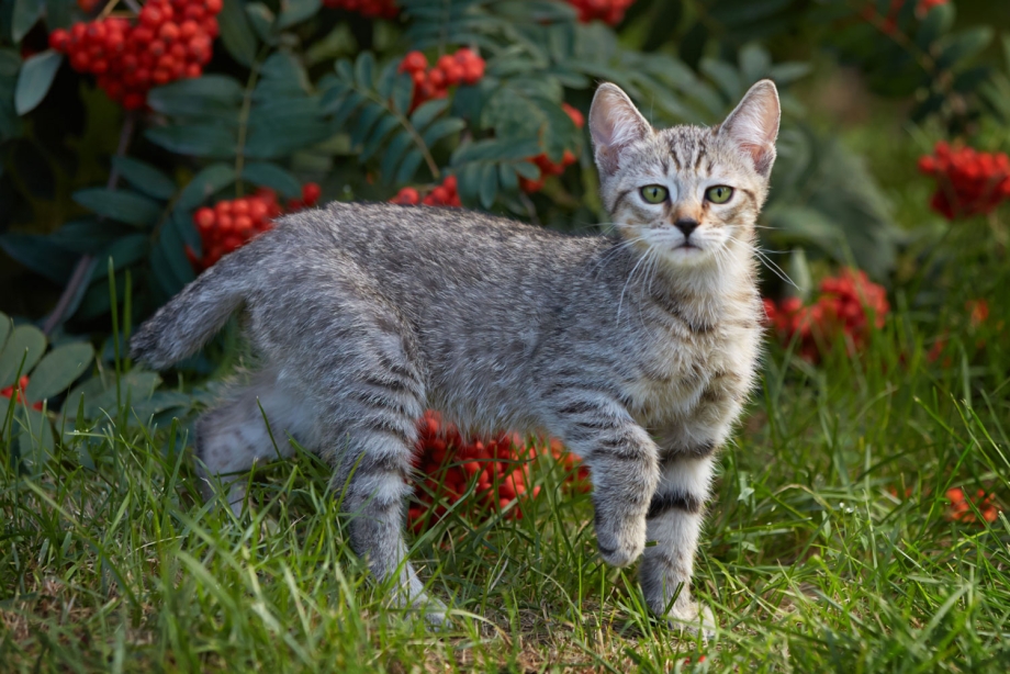 Котята породы пиксибоб