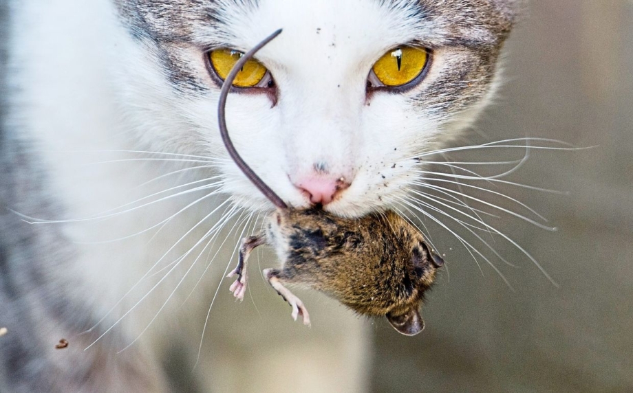 Кошка с мышью в зубах