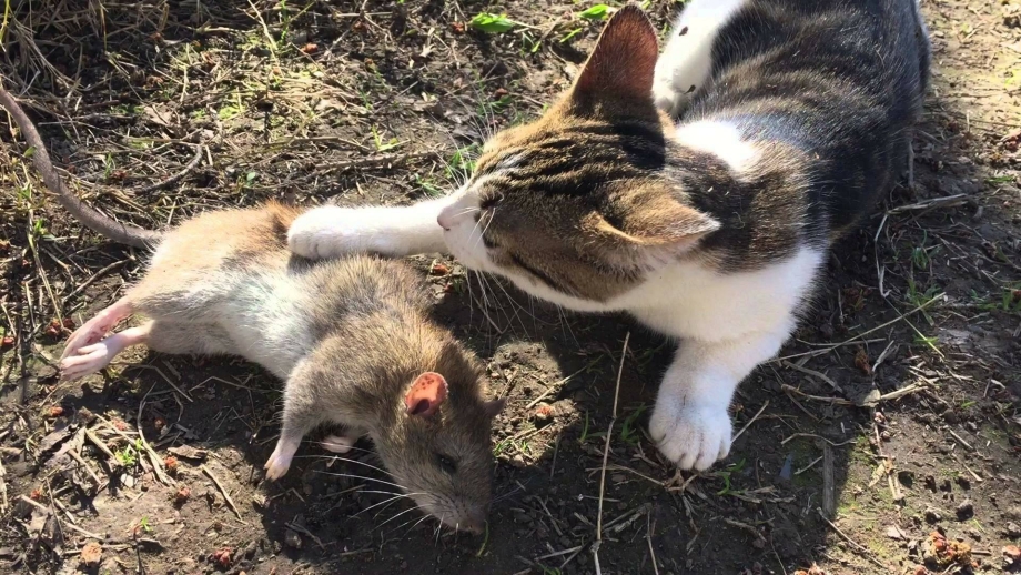Кошка ловит крысу