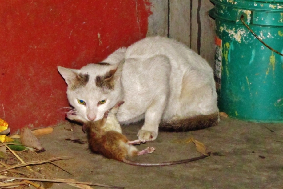 Кот с крысой в зубах