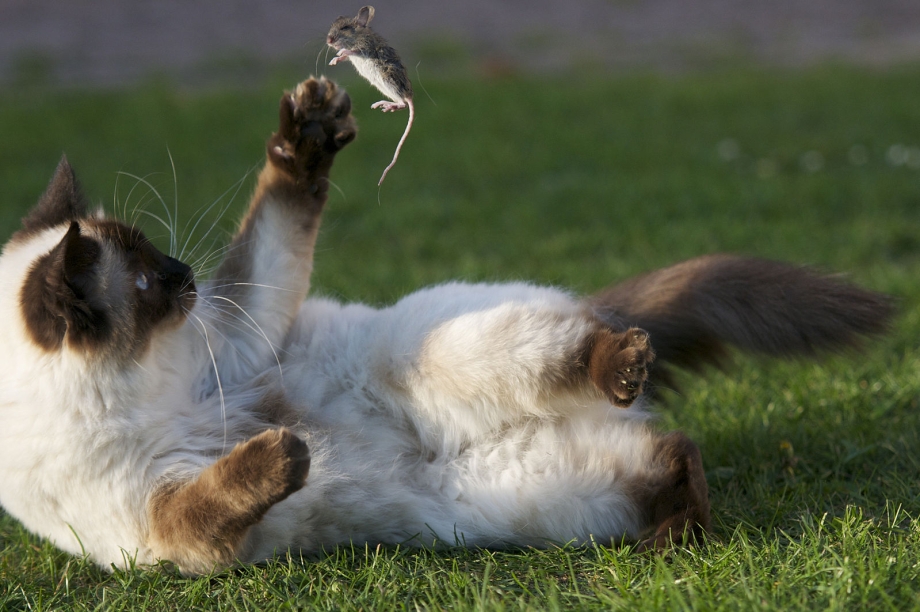 Котенок ловит