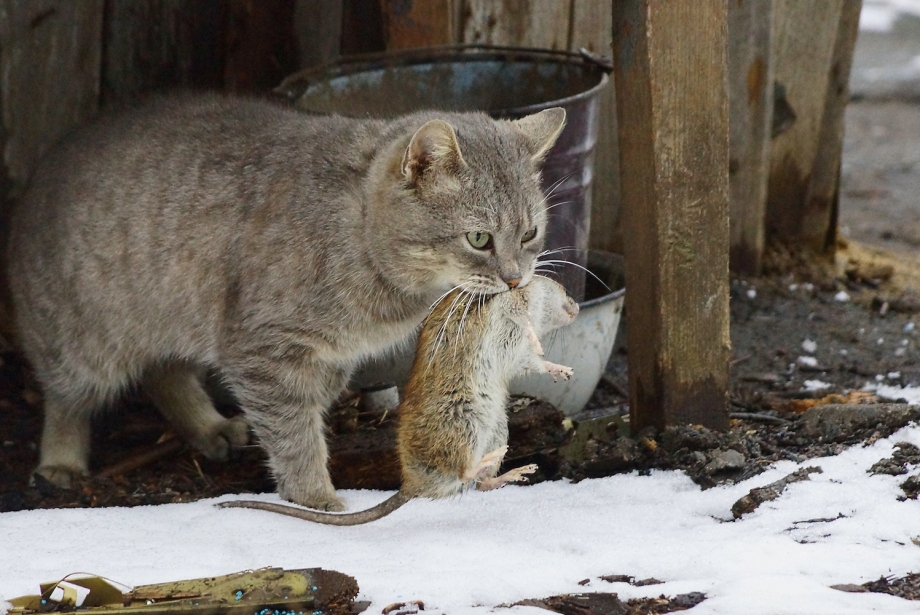 Кошка с мышкой в зубах