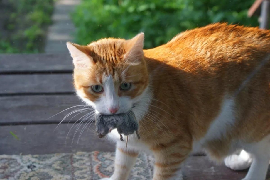 Кот с мышкой в зубах
