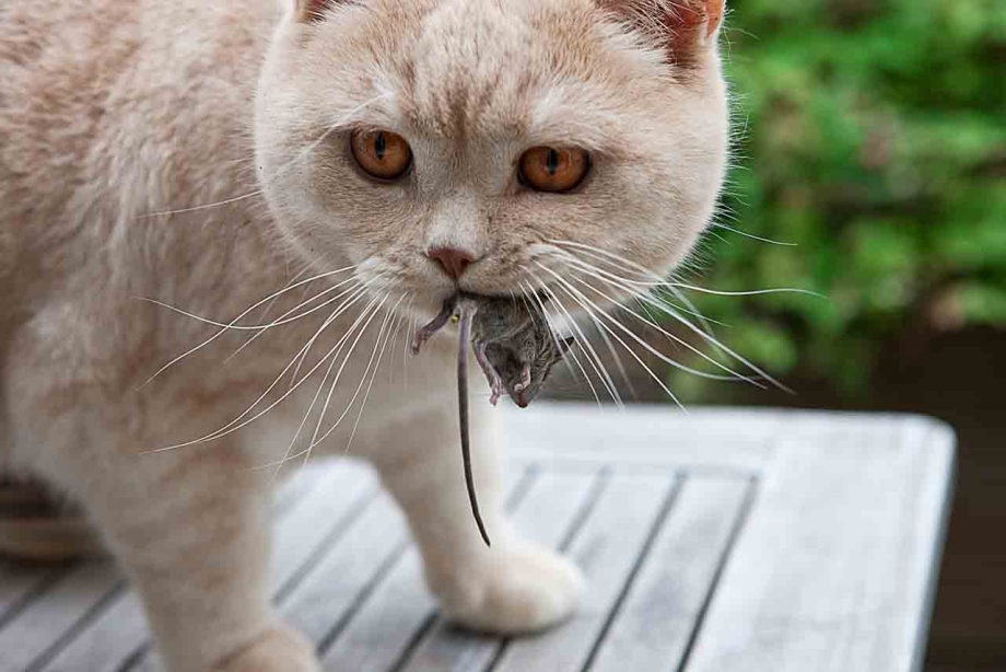 Кошка с мышью в зубах