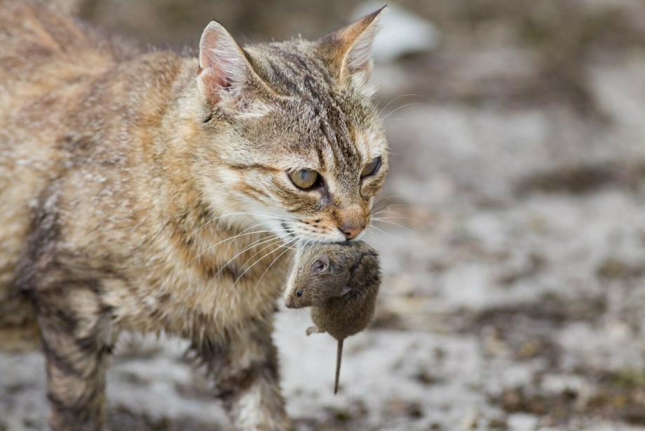 Кошка с добычей