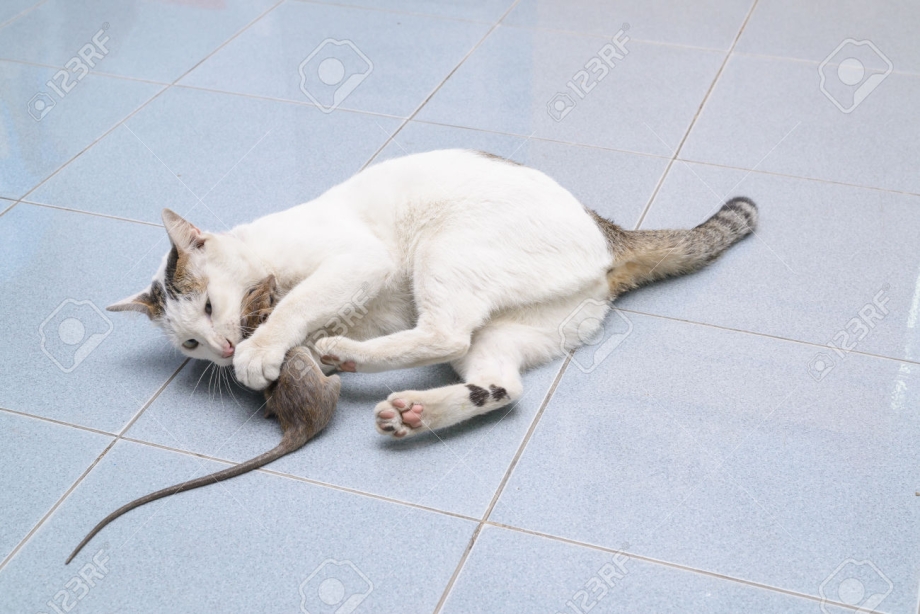 Кошка и белая мышь