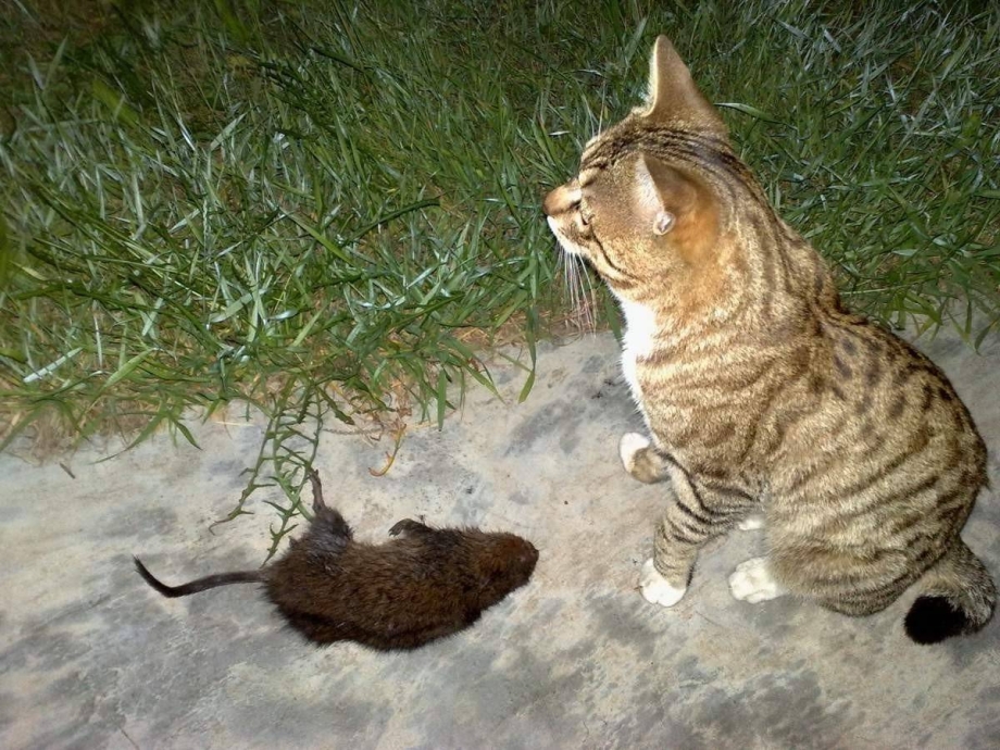 Котенок поймал