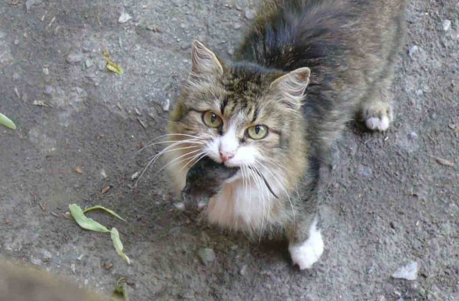 Кот принес мышь
