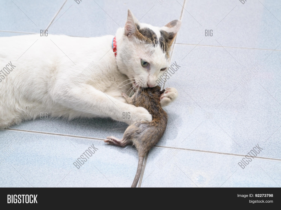 Кот мышь в зубах