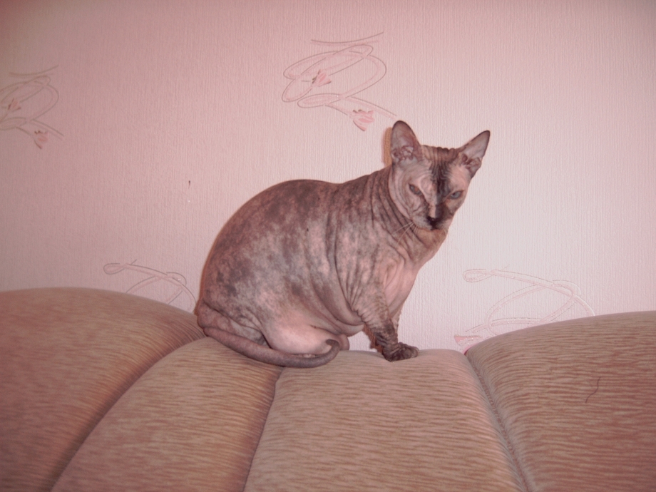 Котята сфинксы браш 1 месяц