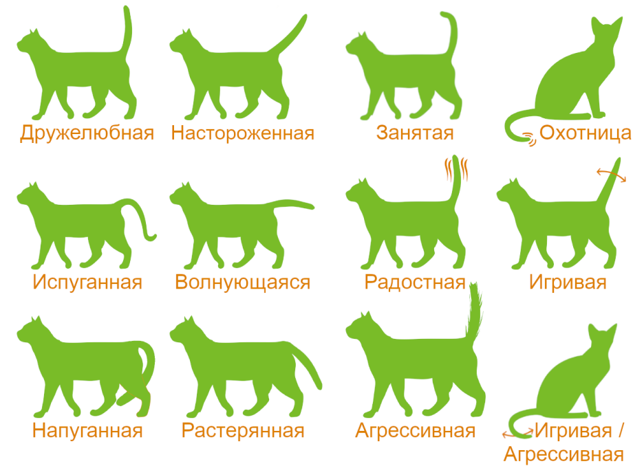 Эмоции котов по хвосту